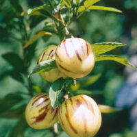 Solanum muricatum 'Pepino'