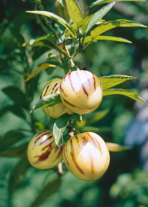 Solanum muricatum 'Pepino' - Obrázek 1