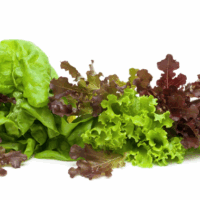 Salát BABY LEAF-balkonový-cena za ks