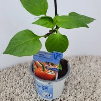 Paprika Beluga®, oranžová, P11-Volmary®