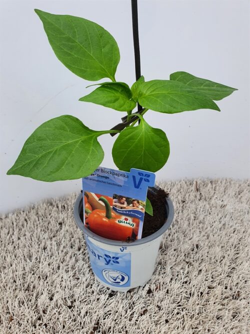 Paprika Beluga®, oranžová, P11-Volmary® - Obrázek 1