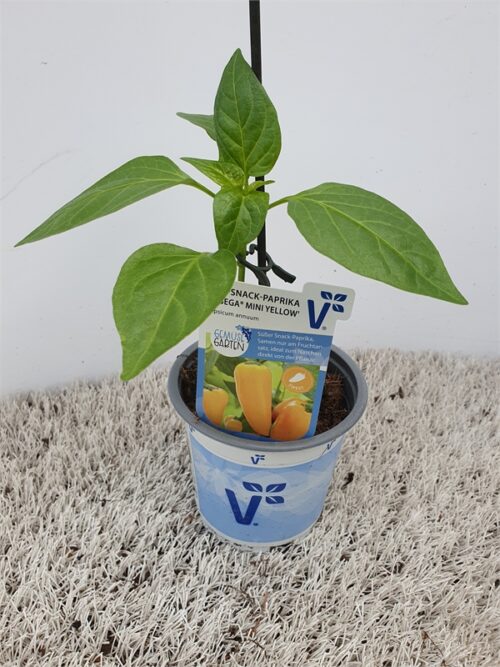 Paprika Snack Lubega®, mini žlutá, P11-Volmary® - Obrázek 1