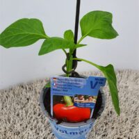 Paprika Beluga®, červená, P11-Volmary®