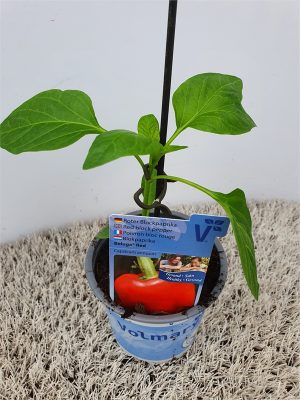 Paprika Beluga®, červená, P11-Volmary®