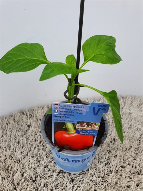 Paprika Beluga®, červená, P11-Volmary® - Image 1