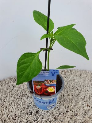 Paprika Almira®, červená, P11-Volmary®
