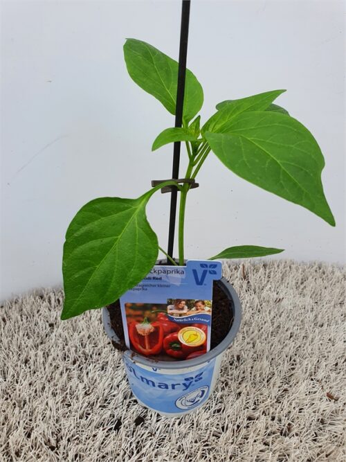 Paprika Almira®, červená, P11-Volmary® - Obrázek 1