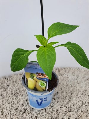 Paprika maďarská Inara®, P10,5