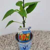 Paprika Lubega®, mini, oranžová, P11-Volmary®