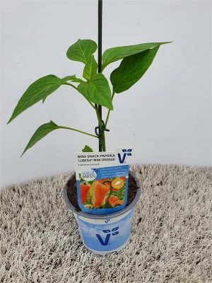 Paprika Lubega®, mini, oranžová, P11-Volmary®