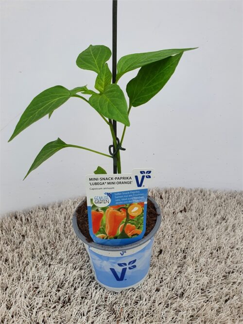 Paprika Lubega®, mini, oranžová, P11-Volmary® - Obrázek 1