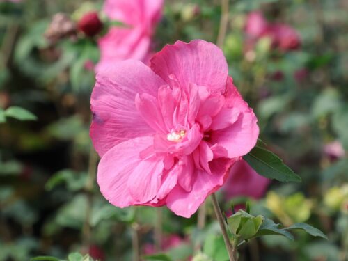 Hibiscus syriacus 'Magenta Chiffon' - Obrázek 1