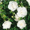 Hibiscus syriacus 'White Chiffon'® - C2,5L