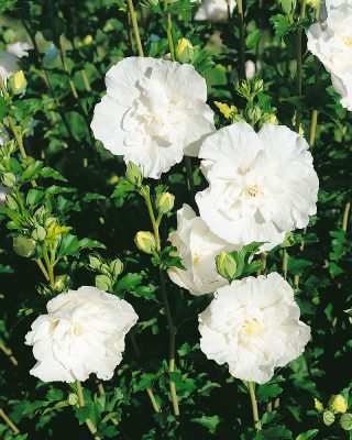 Hibiscus syriacus 'White Chiffon'®