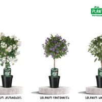 Solanum rantonnetti ´Violet´ C3l/P19 KM30-stromkový