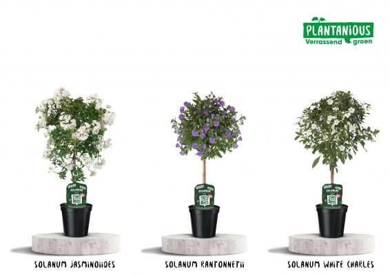 Solanum rantonneti ´Charles´ P19/C3l, KM30