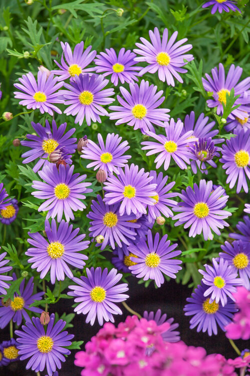 Brachyscome multifida - Obrázek 1