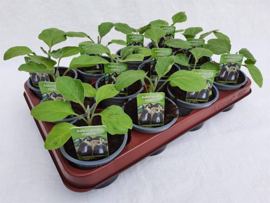 Lilek vejcoplodý P9