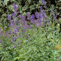 Nepeta x faassenii 'Baby Cat'