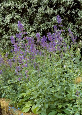 Nepeta x faassenii 'Baby Cat'