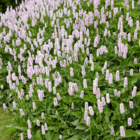 Persicaria bistorta 'Superba'