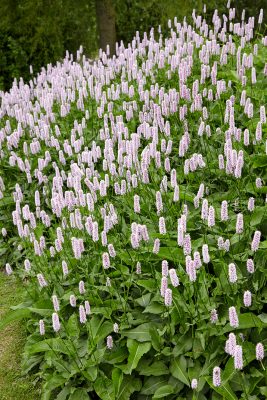 Persicaria bistorta 'Superba'
