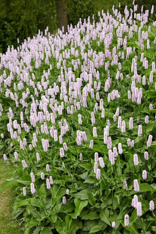 Persicaria bistorta 'Superba' - Obrázek 1