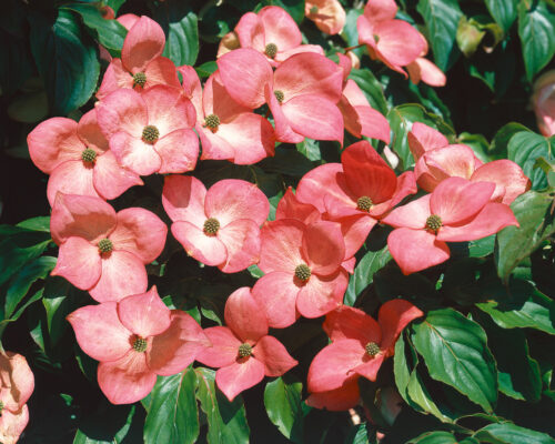 Cornus kousa 'Satomi' - Obrázek 1