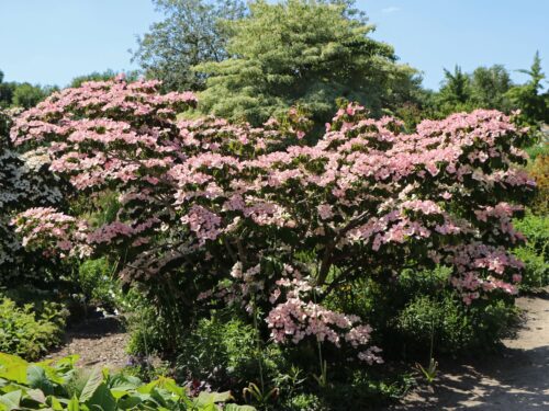 Cornus kousa 'Satomi' - Obrázek 2