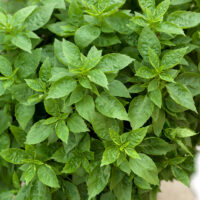 Ocimum basilicum 'Green Copa'®