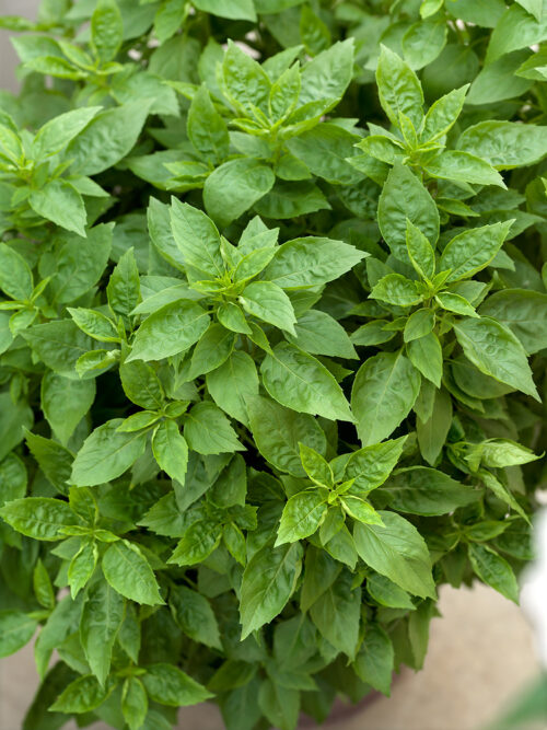 Ocimum basilicum 'Green Copa'® - Obrázek 1