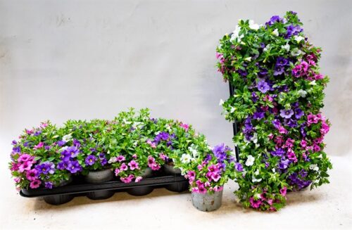 Calibrachoa cultivar Million Bells - Trio, P 12 - Obrázek 1