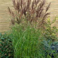 Miscanthus sinensis 'Nippon'