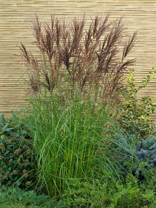 Miscanthus sinensis 'Nippon' - Obrázek 1
