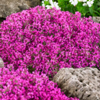 Thymus praecox 'Creeping Red'