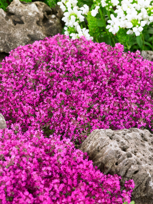Thymus praecox 'Creeping Red' - Obrázek 1