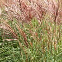 Miscanthus sinensis 'Red Chief'