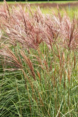 Miscanthus sinensis 'Red Chief'