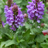 Salvia nemorosa 'Marvel'