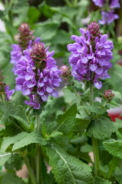 Salvia nemorosa 'Marvel' - Obrázek 1