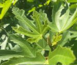 Ficus carica 'Little Miss Figgy'® - Obrázek 2