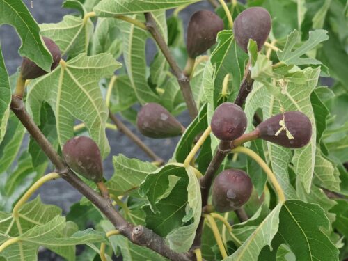 Ficus carica 'Little Miss Figgy'® - Obrázek 1