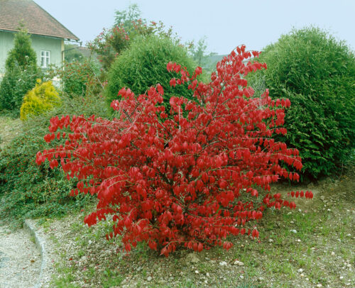 Euonymus alatus - Obrázek 1