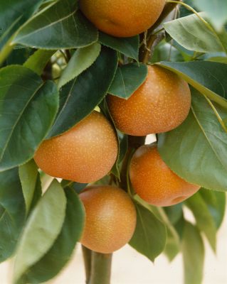 Sloupovitá asijská hrušeň 'Nashi'- BIO!