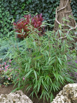 Fargesia scabrida 'Asian Wonder'