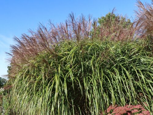 Miscanthus sinensis 'Positano' - Obrázek 2