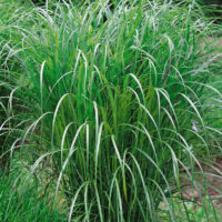 Miscanthus sinensis 'Positano'
