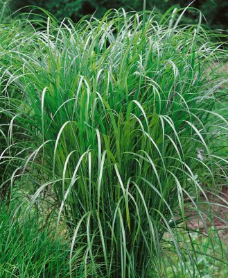 Miscanthus sinensis 'Positano'