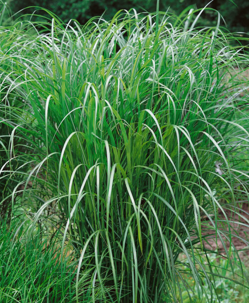 Miscanthus sinensis 'Positano' - Obrázek 1