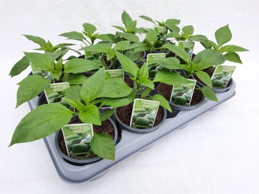 Paprika zelená , P 9